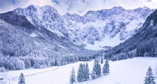 Photo winter snow nature white background