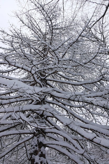 写真 枝に冬の雪。