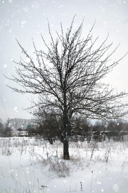冬の雪の素朴な孤独な木