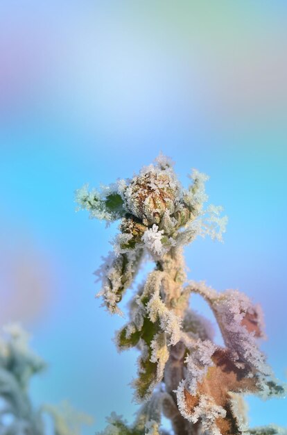 꽃과 함께 겨울 설경 얼어붙은 서리가 내린 식물 고드름으로 덮인 식물