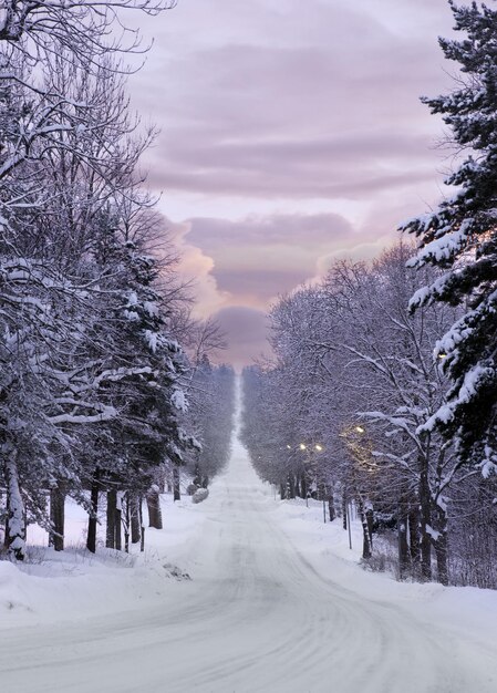 Foto la foresta del paesaggio nevoso invernale