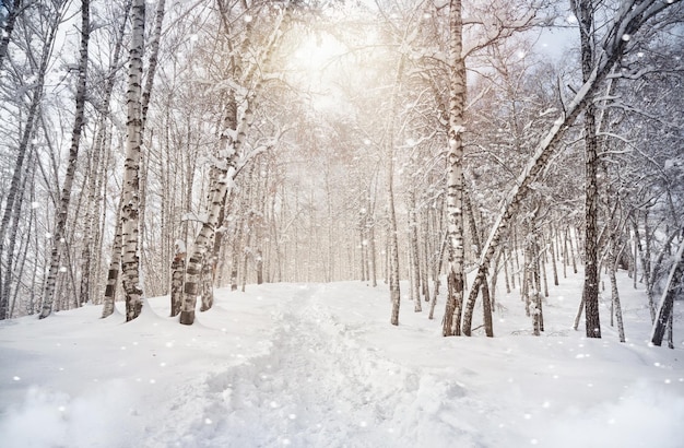 冬 の 雪 の 景色 の 森