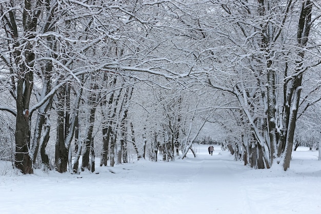 Winter snow on tree PARK