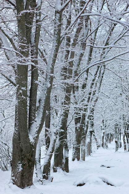 木の公園の冬の雪