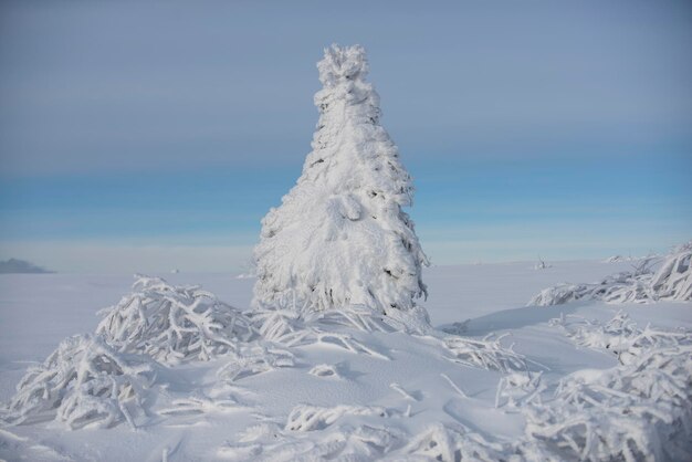 木の上の冬の雪雪の天気森の吹雪