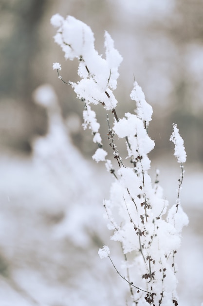 Winter snow vegetative grass. Dry grass under snow 