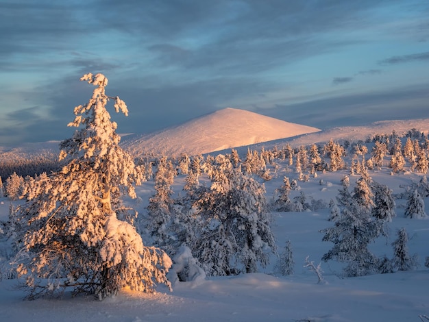 다채로운 새벽의 겨울 눈 덮힌 숲 겨울의 자연 엽서 산은 새벽에 깊고 맑은 눈으로 덮여 있습니다