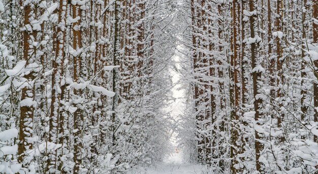 写真 降雪後の森の冬の雪に覆われた木