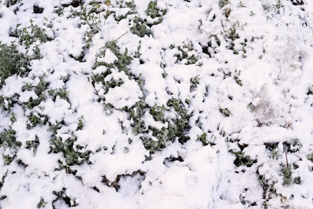 Photo winter snowdrifts from white brilliant snow and an green grass for abstract natural backgrounds