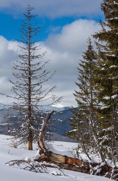 Winter snowy Carpathian mountains Ukraine