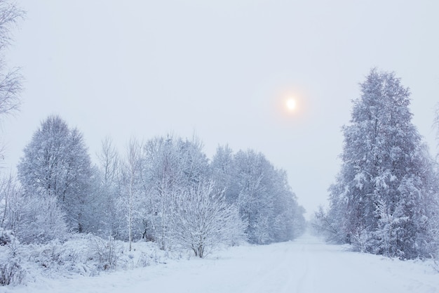 木々と冬の雪に覆われた曇りの風景