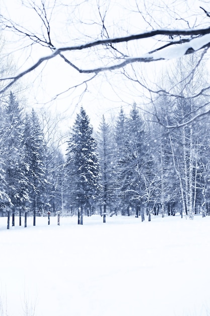 Foto giornata invernale di neve in un bellissimo ai margini della foresta