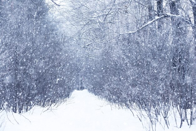 Winter snowy day in a beautiful at the edge of the forest