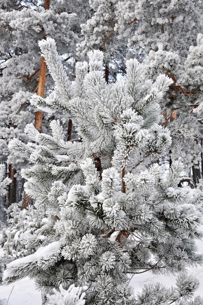 I rami di abete innevato di inverno si chiudono su. concetto di natale