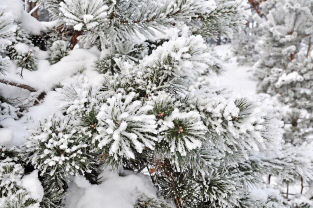 冬の雪に覆われたモミの木の枝がクローズアップ。クリスマスのコンセプト