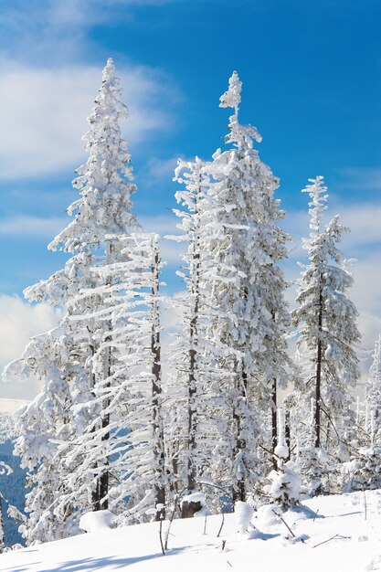 Winter snowy fir trees on mountainside on blue sky background