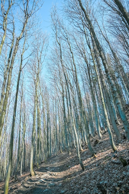 Fatra 산봉우리 Klak Slovakia 나무의 겨울 눈 덮인 숲은 일본처럼 보입니다.