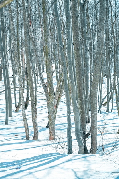 Fatra 산봉우리 Klak Slovakia 나무의 겨울 눈 덮인 숲은 일본처럼 보입니다.