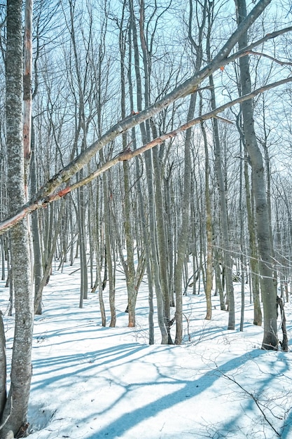 Winter snowy forest in Fatra mountains peak Klak Slovakia Trees looks like in Japan