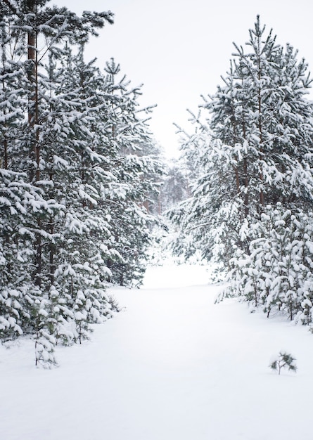 겨울 눈 덮인 숲. 1월에 눈으로 덮인 소나무 숲