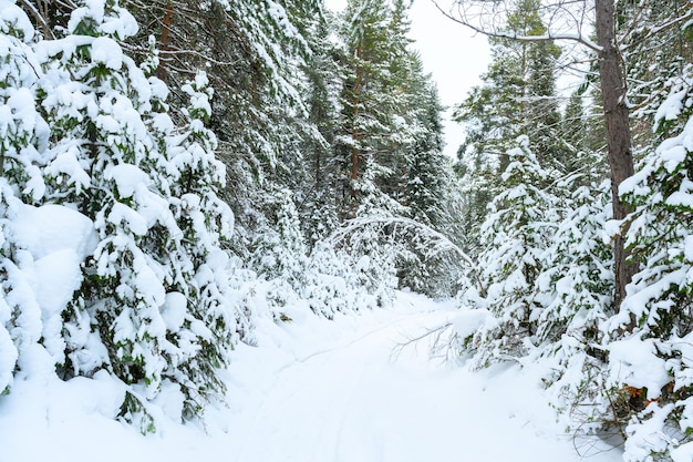 冬の雪に覆われた森の雪の吹きだまりのモミの木とウラル山脈の小道
