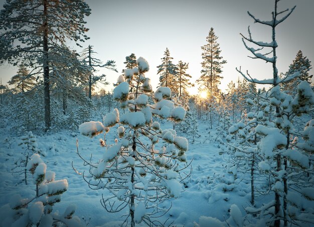 Photo winter snowy forest at sunset. beautiful christmas landscape