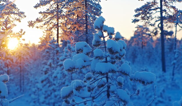 석양에 겨울 눈 덮인 숲입니다. 아름다운 크리스마스 풍경