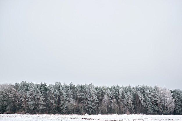 Winter snowy forest view