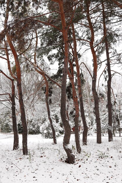 Winter snowy forest with pine trees Tall pine trees in the forest