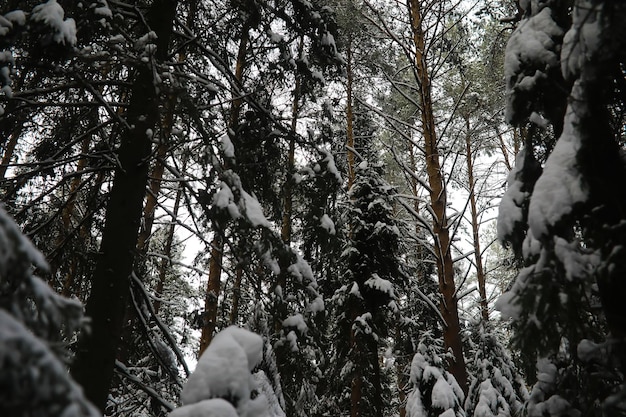 Inverno nevoso paesaggio gelido la foresta è ricoperta di neve gelo e nebbia nel parco