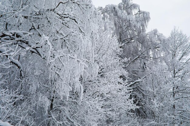 冬の雪に覆われた凍るような風景 森は雪で覆われています 公園の霜と霧