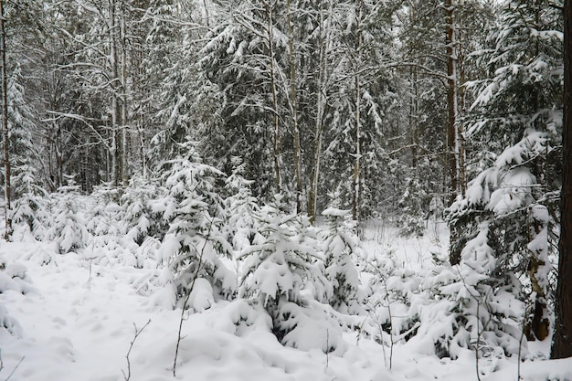 Фото Зимний снежный морозный пейзаж лес покрыт снегом мороз и туман в парке