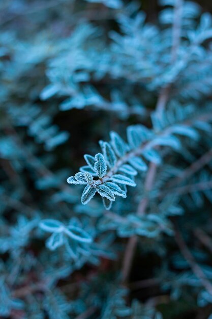 冬の雪に覆われた氷の葉の背景