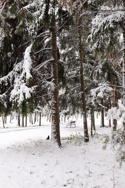 Winter snowy park with fir trees Bench in the park