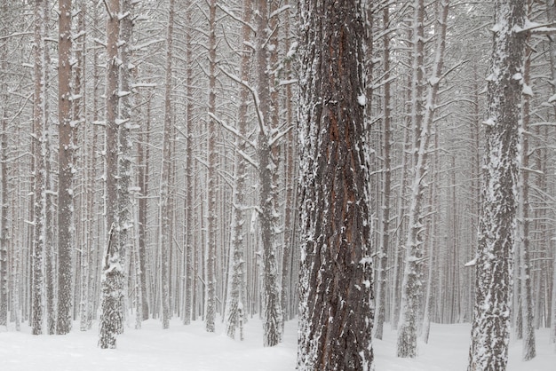 Winter snowy pine forest with snow completely covering the ground and tree branches