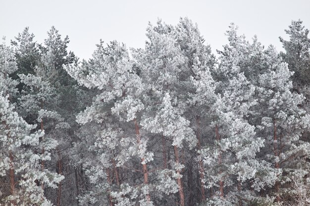 Winter snowy pine trees