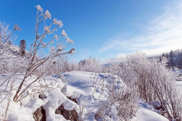Winter snowy snag near a river russia siberia altai