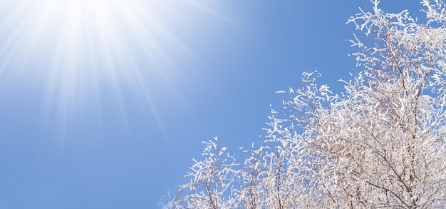 Winter snowy tree blue sky with sun and copy space