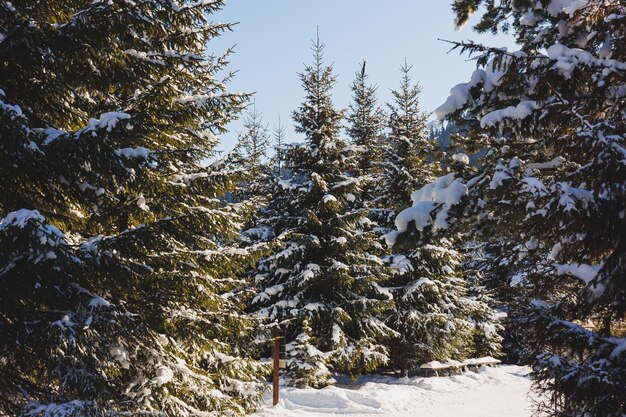 Winter snowy trees on the background of the blue sky Winter landscapes