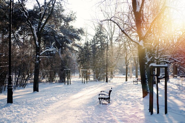 Фото Зимнее солнцестояние в заснеженном лесу или парке естественная сцена зимнее солнceстояние сверкающий снег в