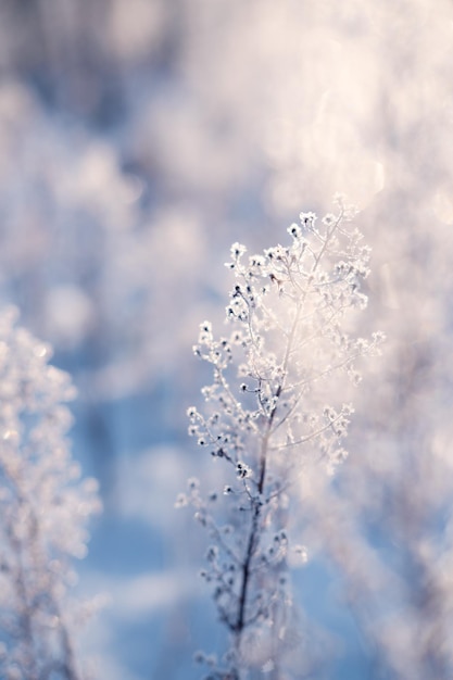 Winter solstice in snowy forest or park natural scene hibernal solstice sparkling snow in the snowy