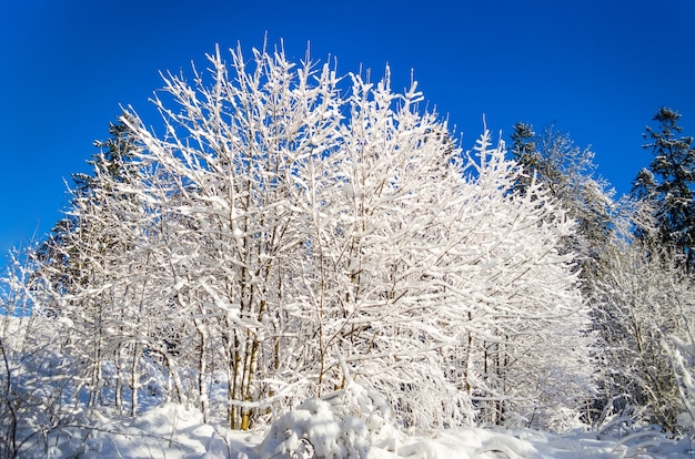 Winter species of snow-covered tree branches against a blue clear frosty sky.