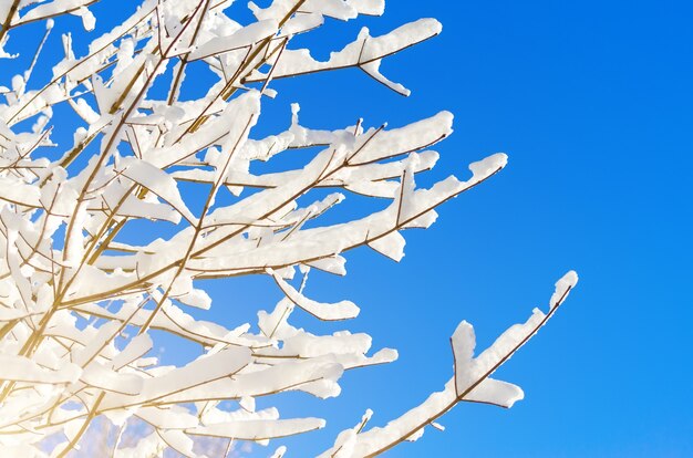 雪に覆われた木の冬の種は、青い澄んだ凍るような空を背景に枝分かれします。