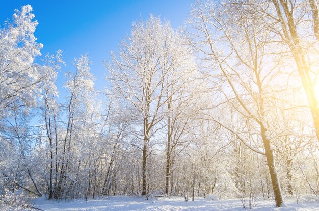 푸른 맑은 서리가 내린 하늘을 배경으로 눈 덮인 나뭇 가지의 겨울 종.