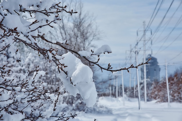 Winter sprookje op zoek na sneeuwstorm natuur schoonheid