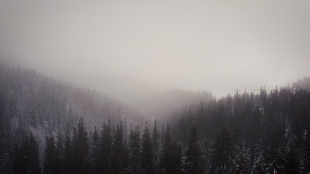 Foresta di abeti rossi e montagne dall'aria. paesaggio invernale. ripresa aerea del drone. bufera di neve