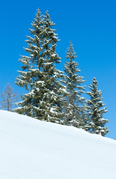 Winter spruce trees on mountain slope on blue sky background.