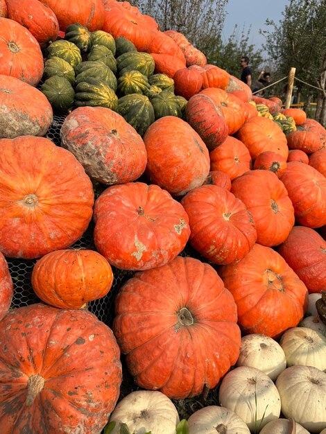 Foto winter squash in cendron