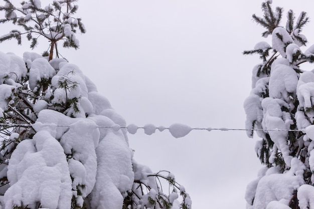 雪の中のクリスマスツリーの冬の静物