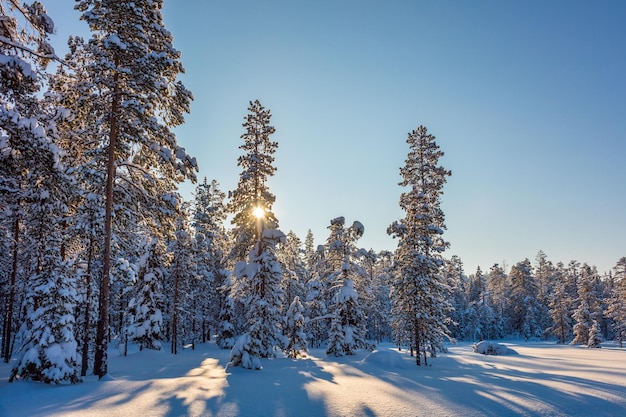 Winter Sunny Landscape Wallpaper met zon en besneeuwde bomen Prachtige natuur in het noorden